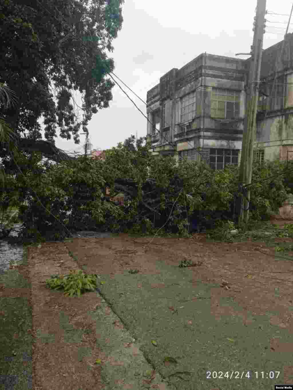 Fuertes vientos asociados a una baja extratropical tumbó árboles y el tendido eléctrico a su paso por La Habana. (Facebook/Insmet)