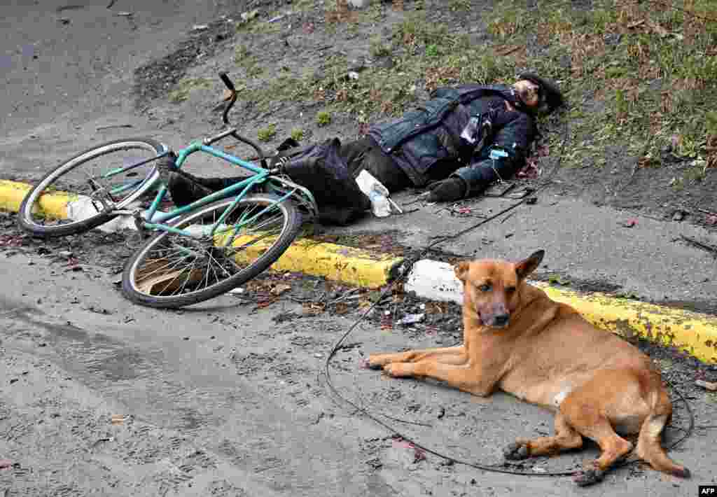 Perro junto a su due&#241;o asesinado durante la retirada de las tropas rusas de Bucha. 