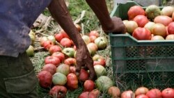 Cubanos reaccionan a las declaraciones del Ministro de Agricultura cubano, Ydael Pérez Brito