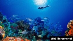 Arrecifes de coral en Playa Santa Lucía, Camagüey, Cuba.