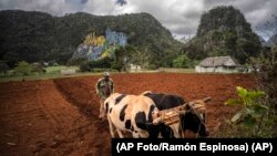 Un agricultor ara un campo con bueyes para plantar yuca cerca de las montañas en Viñales, Cuba, el 1 de marzo de 2021. (AP Foto/Ramón Espinosa)