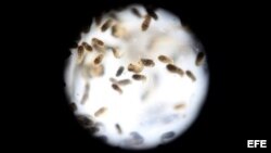 Un grupo de pupas del mosquito de la variedad "Aedes aegytpi", el cual transmite el virus del zika, dengue y chikungunya visto con un lente macro. EFE/Archivo