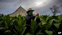 Un agricultor en Pinar del Río revisa las hojas de tabaco. (Foto AP/ Ramón Espinosa)