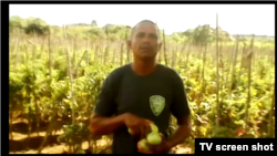 Erlán Driggs Batista, horticultor. (Fotograma de un reportaje de UNPACU).