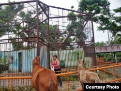 Una vecina de la zona alimenta a los macacos en el Zoológico de Caibarién.