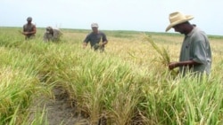 Caída en producción afecta suministro y precio del arroz en Cuba